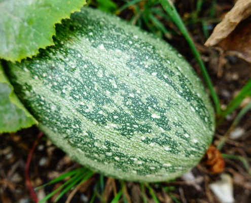courgette