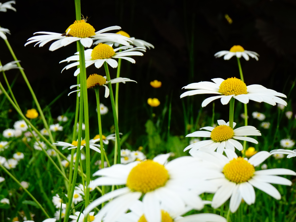 multiple Daisies