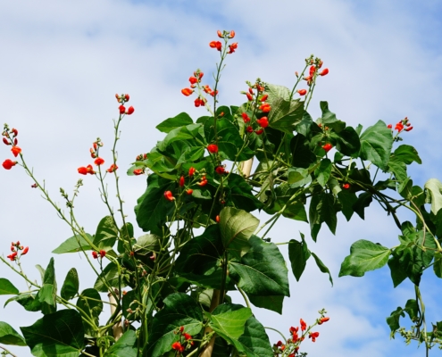 Runner beans in flower
