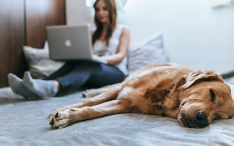 A women sitting in front of a computer with a dog in the background. Depicting a living with and beyond cancer session.